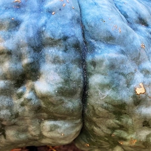 Marina Di Chioggia Squash Pumpkin Seeds