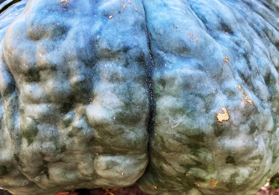 Marina Di Chioggia Squash Pumpkin Seeds