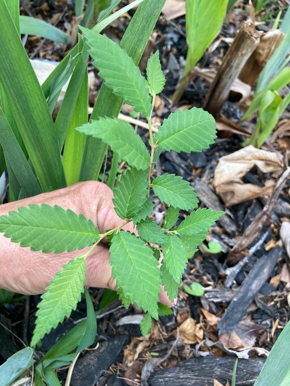 American  Elm Tree -Small