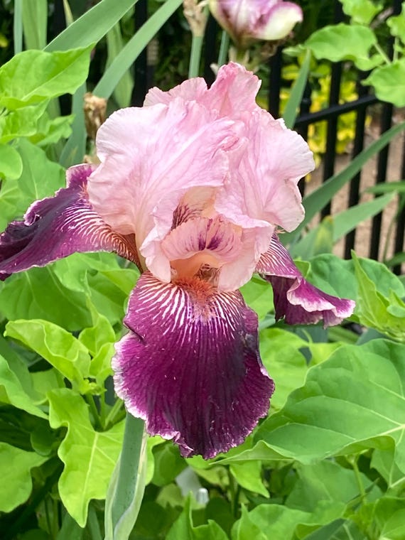 Tall Bearded Iris “Over the Edge“