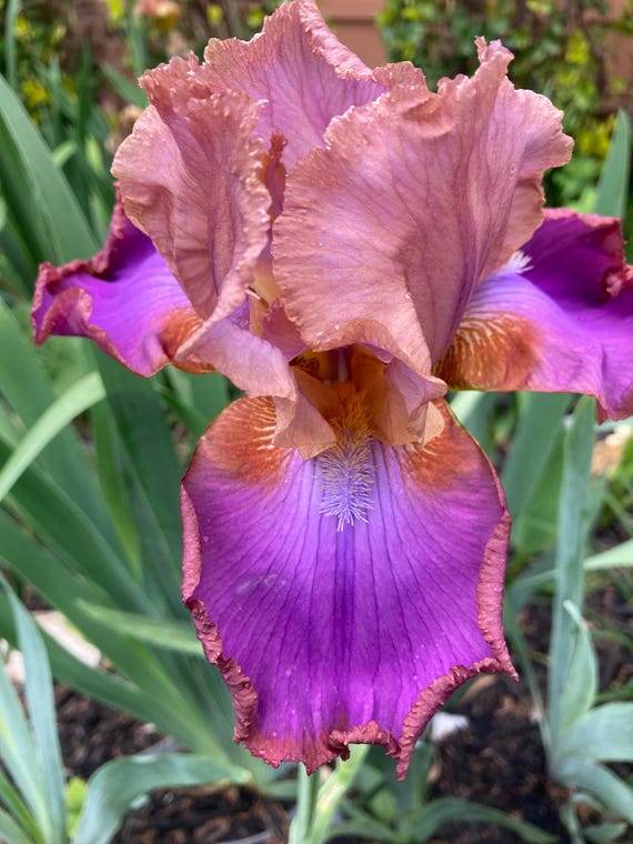 Tall Bearded Iris “ Quiet Riot “Pre Sale