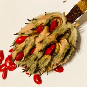 Southern East Texas Sweet Bay Magnolia Seeds