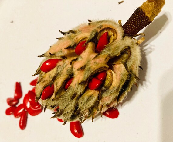 Southern East Texas Sweet Bay Magnolia Seeds