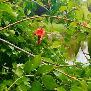 Trumpet Vine Seeds