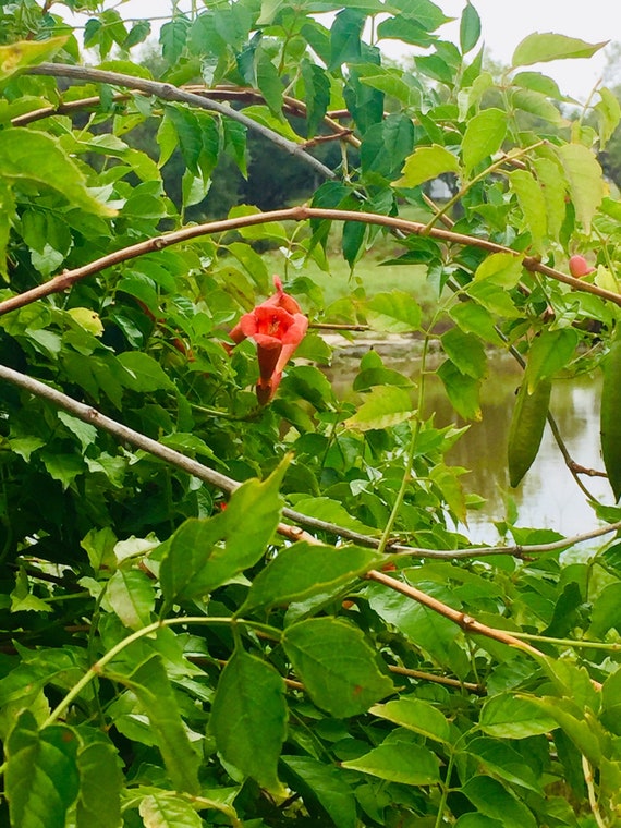 Trumpet Vine Seeds