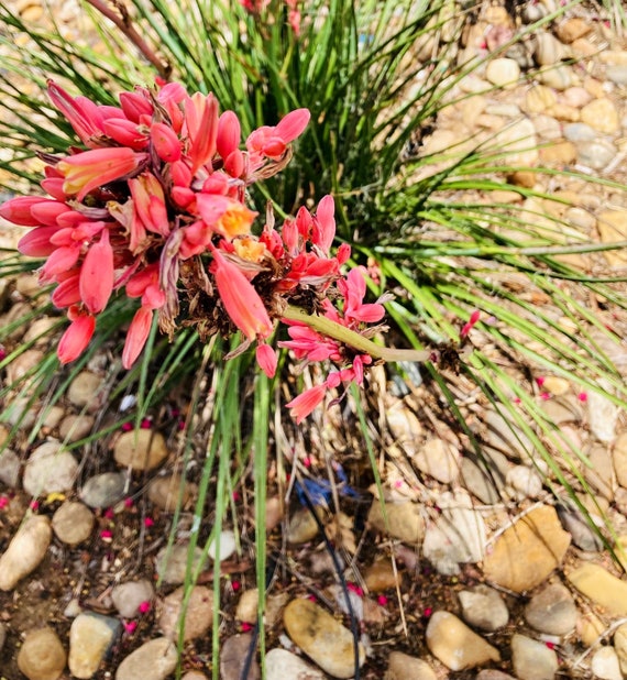 Red Yucca Seeds