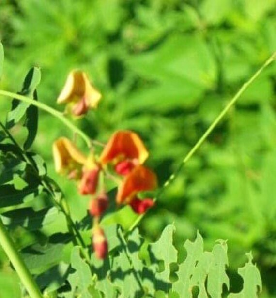 Bagpod Seeds