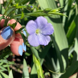 Blue Flax