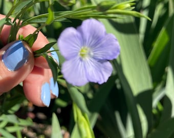 Blue Flax Seeds, Deer Resistant, Full Sun - 50 Fresh Seeds