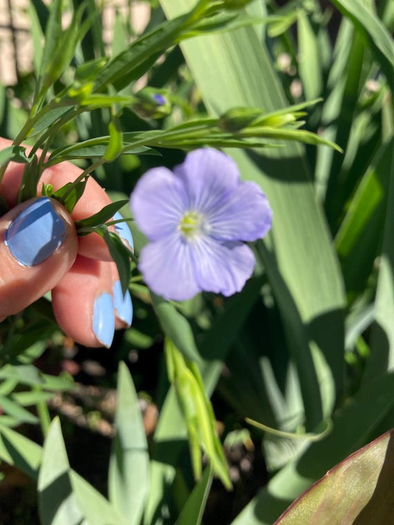 Blue Flax
