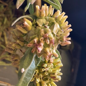 Green Comet Milkweed Asclepias viridiflora Seeds