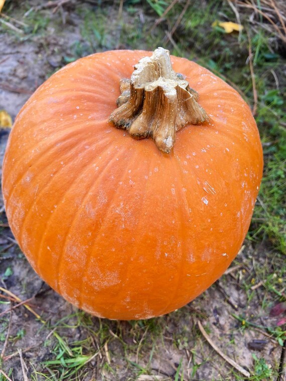 Sugar Pie Pumpkin Seeds