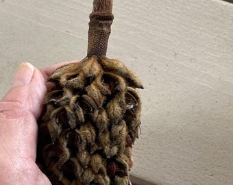 Magnolia Seed Pods with Seeds