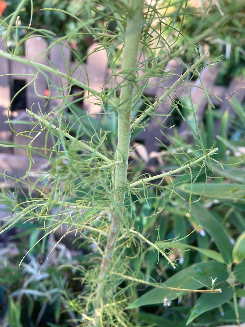 Dog Fennel Seeds Etsy