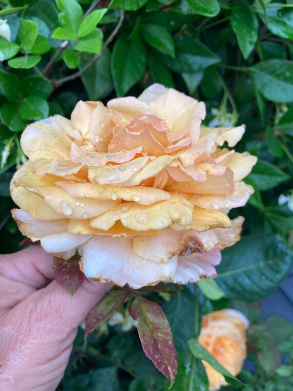 Tea Rose Cuttings