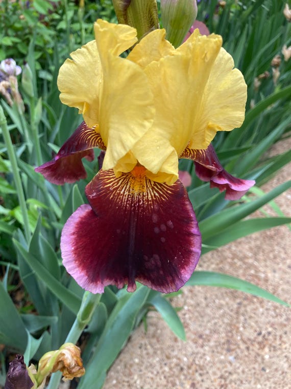 Tall Bearded Iris “ Patsy Lou “ - Pre Sale