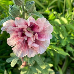 Semillas de malva real de color rosa y granate único.