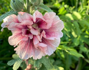 Unique Color Pink and Maroon Hollyhock Seeds