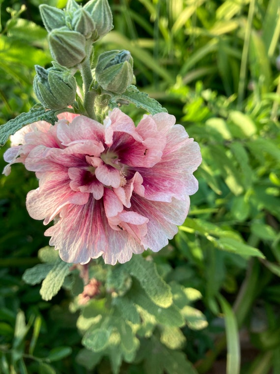 Unique Color Pink and Maroon Hollyhock Seeds