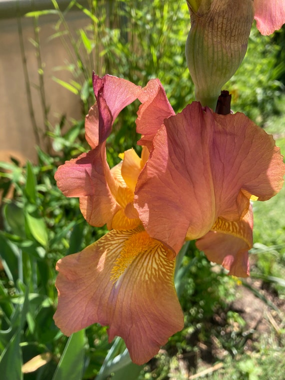 Tall Bearded  Iris 'Argus Pheasant' - Pre Sale