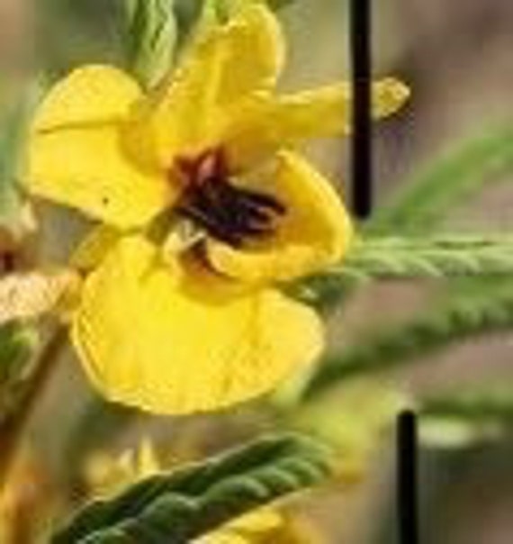 Partridge Pea Seeds