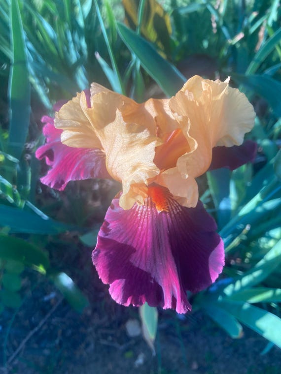 Tall Bearded Iris “ Idol “ - Pre Sale