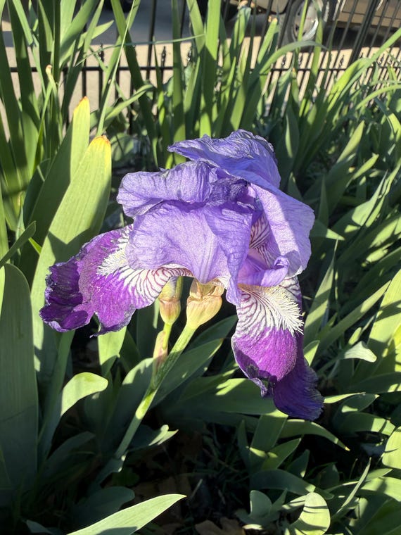 Tall Bearded Iris I. germanica vulgaris