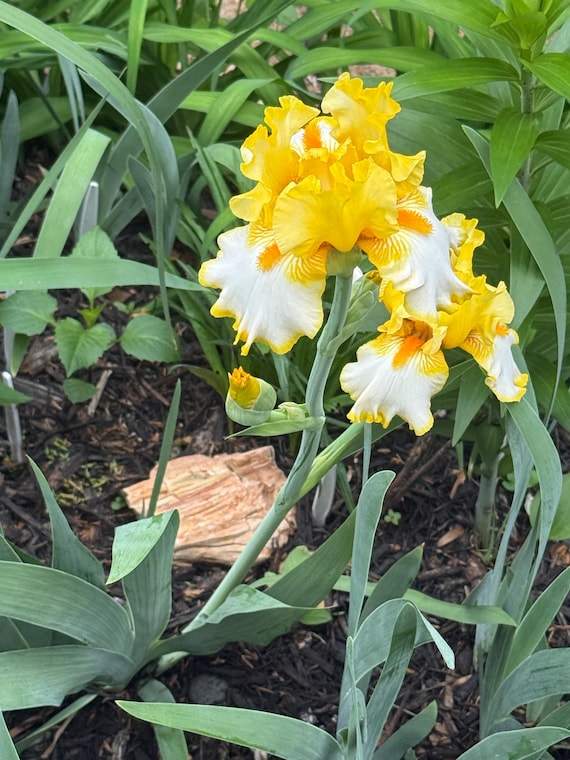 Tall Bearded Iris Sunrise Elegy