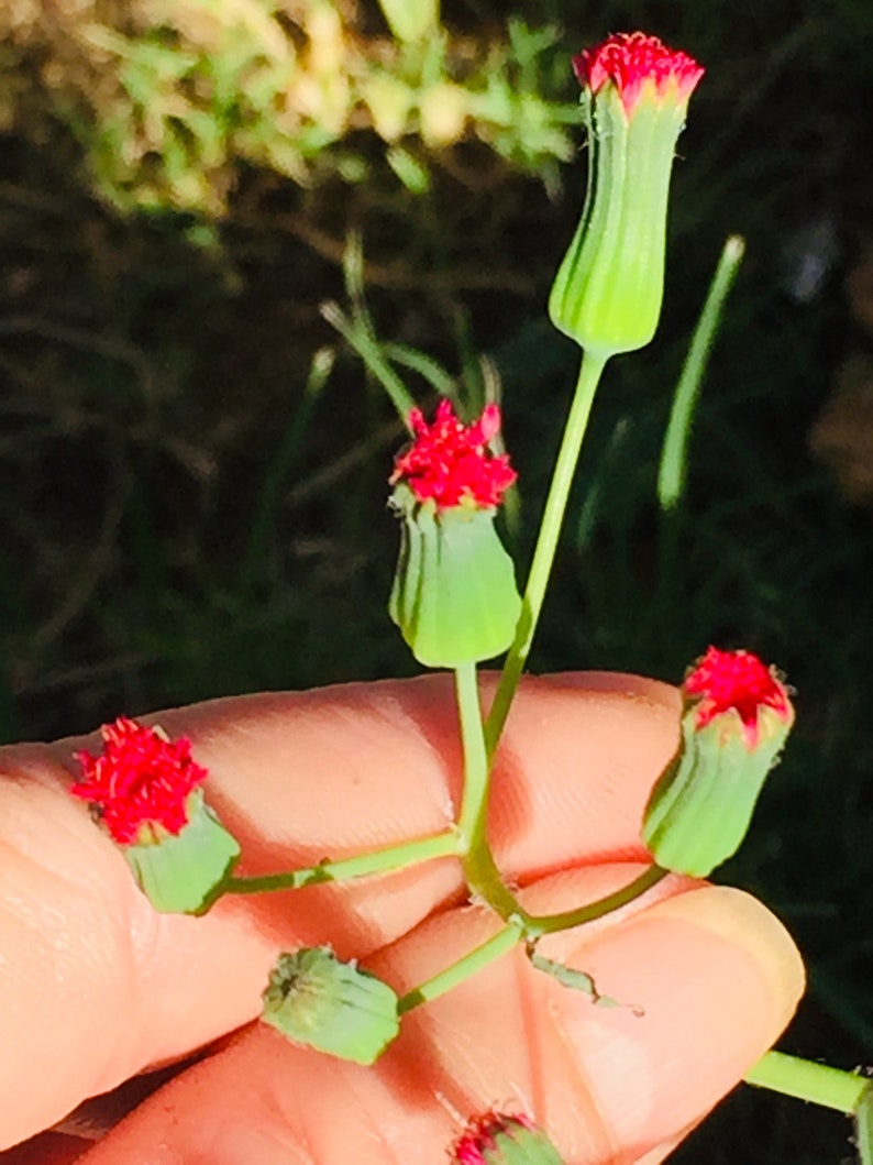 Red Tassel Irish Poet Flower Seeds | Etsy