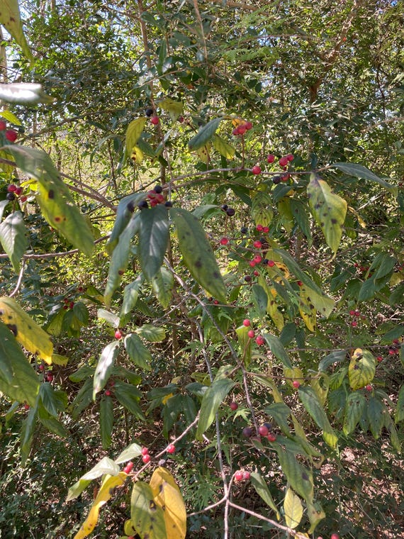 Carolina Buckthorn Seeds