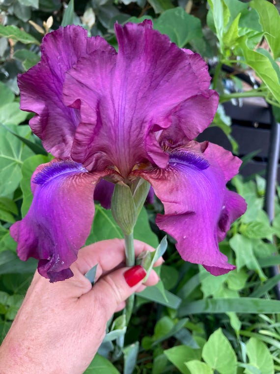 Tall Bearded Iris “ Gypsy Romance “ Pre Sale