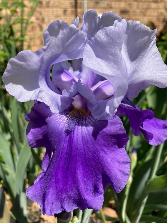 Tall Bearded Iris “ Morning Shadows “