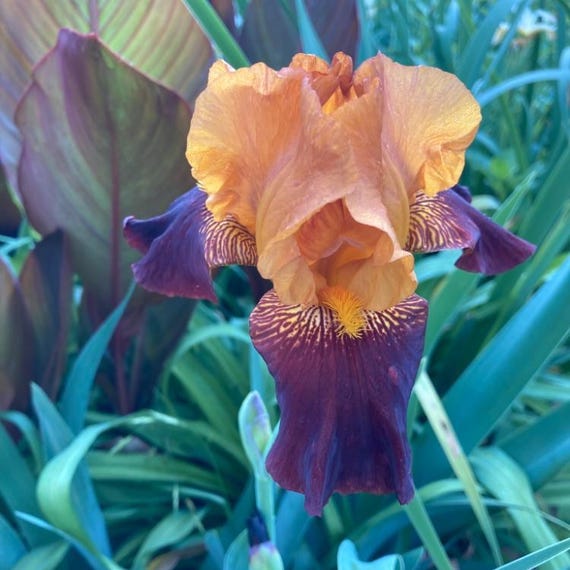 Bearded Iris “ American Sweetheart ” - Pre Sale