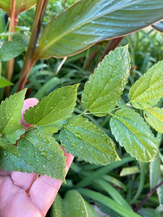 Texas Sugarberry Tree Sapling- Small Size