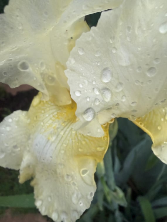 Tall Bearded Iris Italian Ice