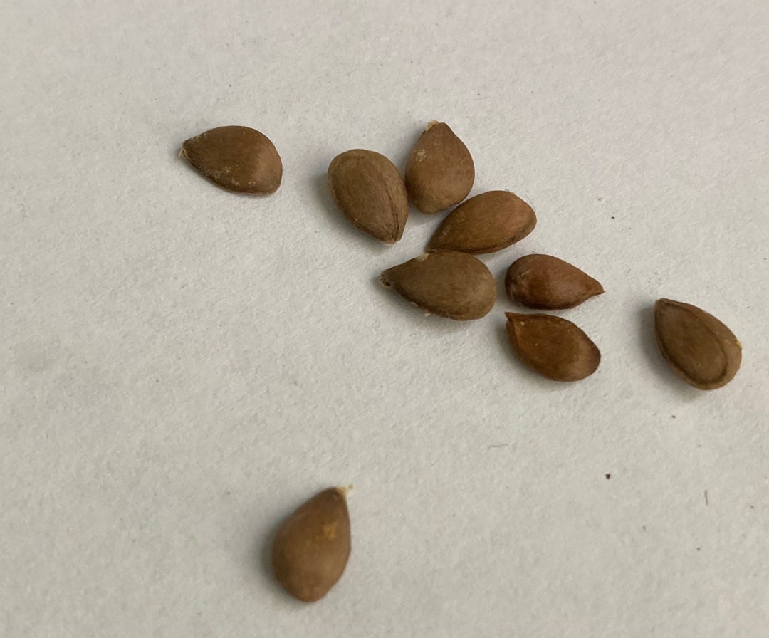 Honeycrisp Apple Seeds Etsy