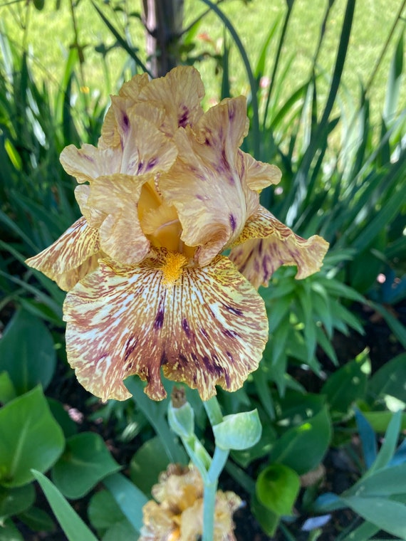 Tall Bearded Iris “ Tiger Honey “ Live Plant