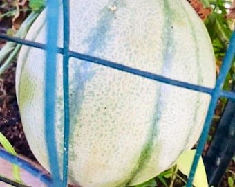 Texas Jumbo Cantaloupe Seeds