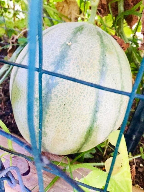 Texas Jumbo Cantaloupe Seeds
