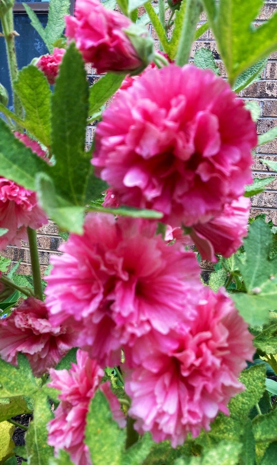 Hollyhock Charter’s Pink Seeds