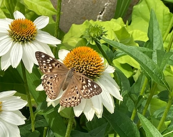 POW WOW Coneflower ECHINACEA Seeds