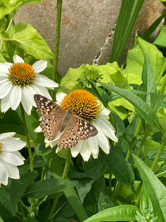 POW WOW Coneflower ECHINACEA Seeds