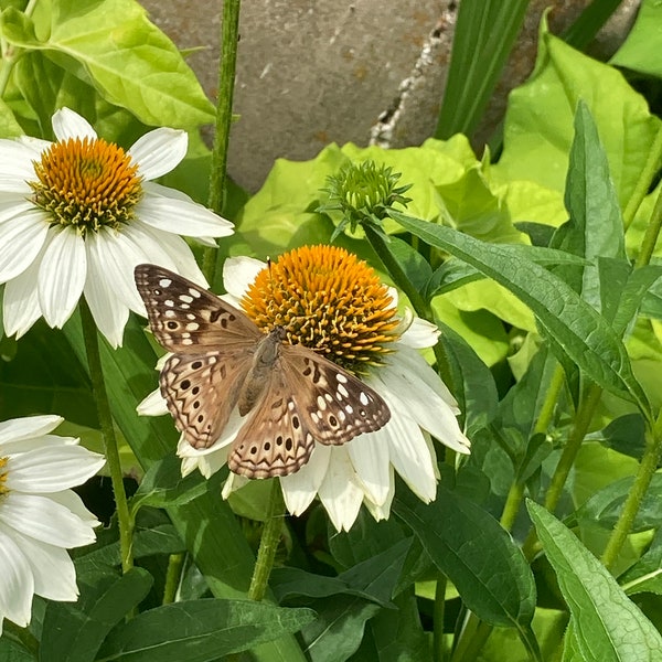 POW WOW Coneflower ECHINACEA Seeds