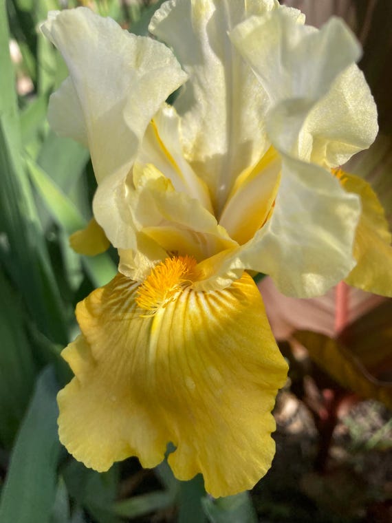 Intermediate Bearded Iris “ Honey Glazed  “ - Ships Now