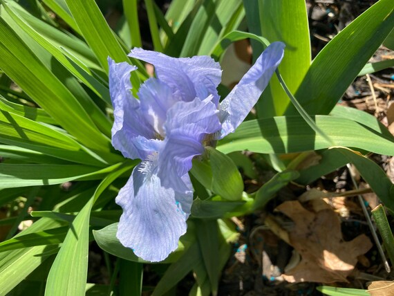 Bedford Lilac SDB Iris - Pre- Order