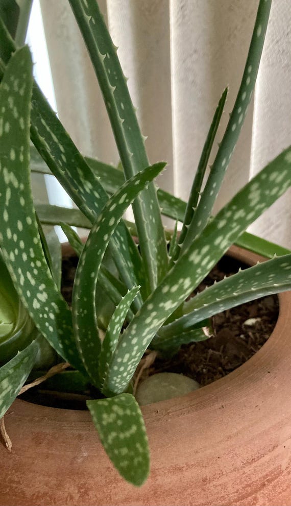 Aloe Vera Plant - Small