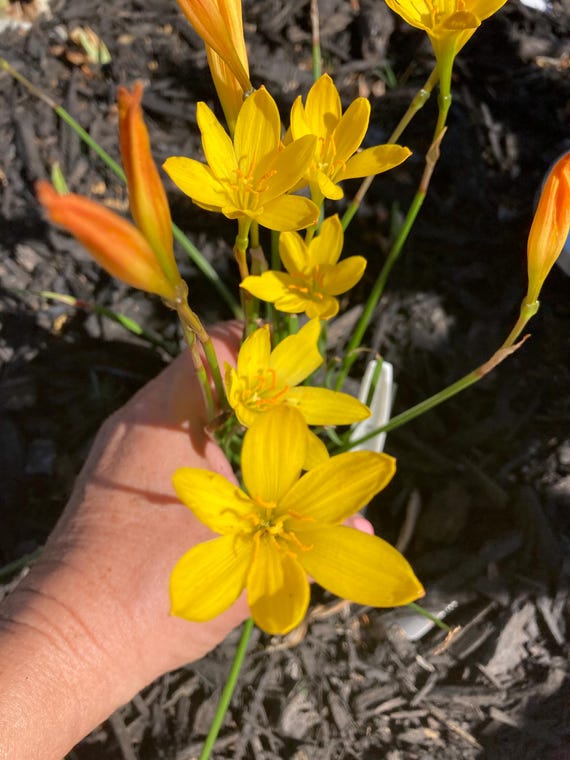Yellow Rain Lily Seeds