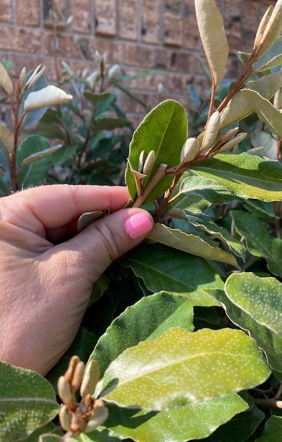 Thorny Olive Cuttings (Elaeagnus pungens )