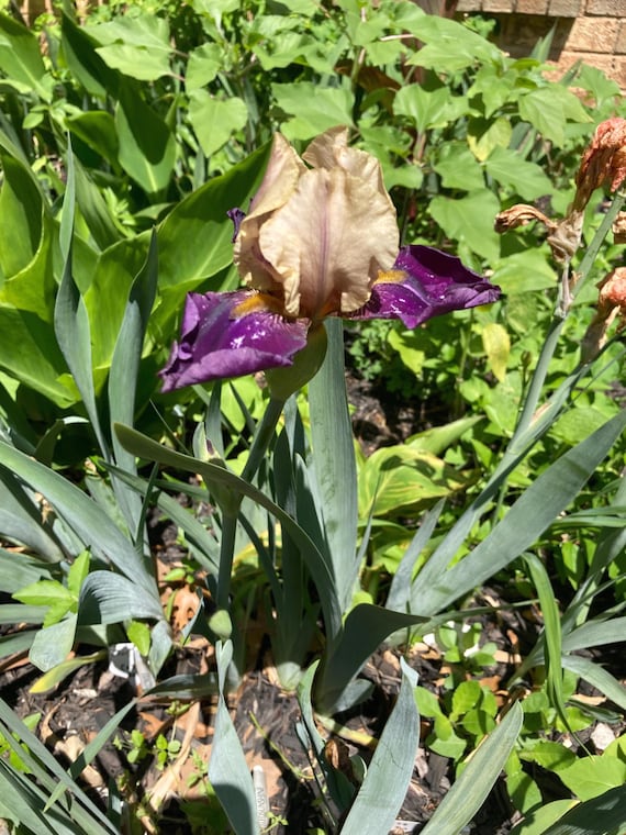 Tall Bearded Iris “ Comanche Drums “ - Ships Now