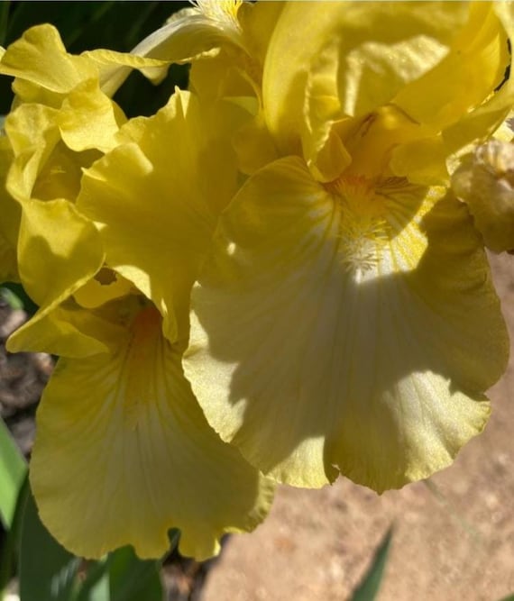 Tall Bearded Iris “ Well Endowed  ” - Pre Sale